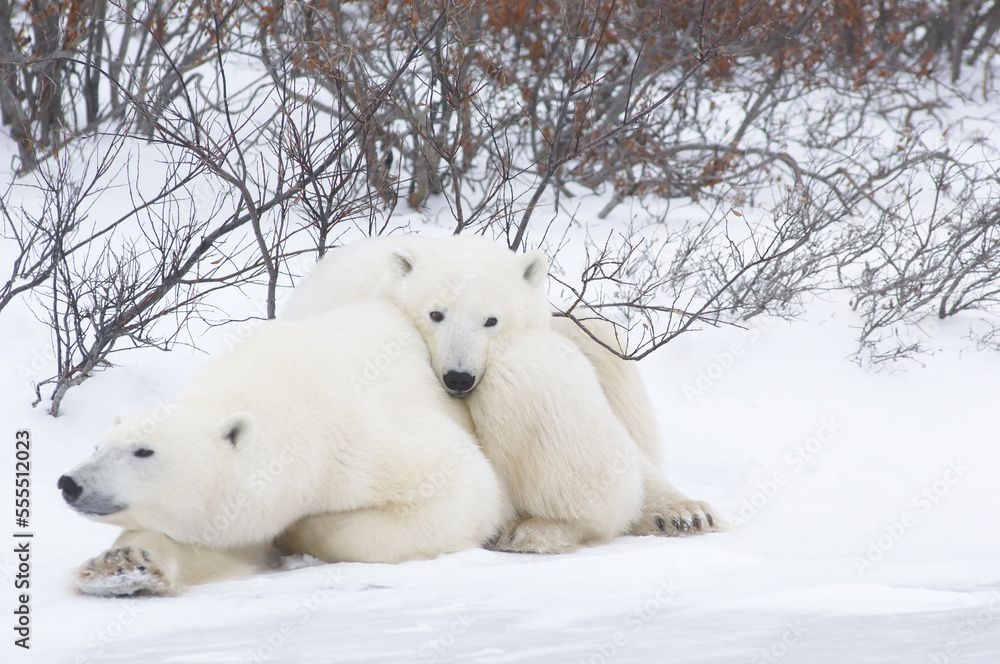 Polar Bears Huddled in Snow Polar Bears Huddled in Snow