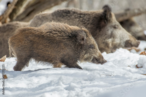 Mother and cub Wild boars (Sus scrofa) walking on snowy ground in alpine typical environment, Italian alps, Piedmont. Wild pig in the snow