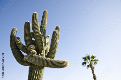 Cactus in Yuma, Yuma County, Arizona, USA photo