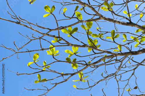 Close-up of Tree Branch, Praia do Sono Beach, Brazil photo