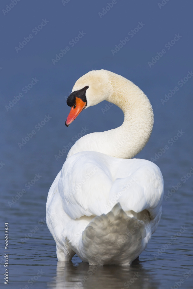 Mute Swan Mute Swan