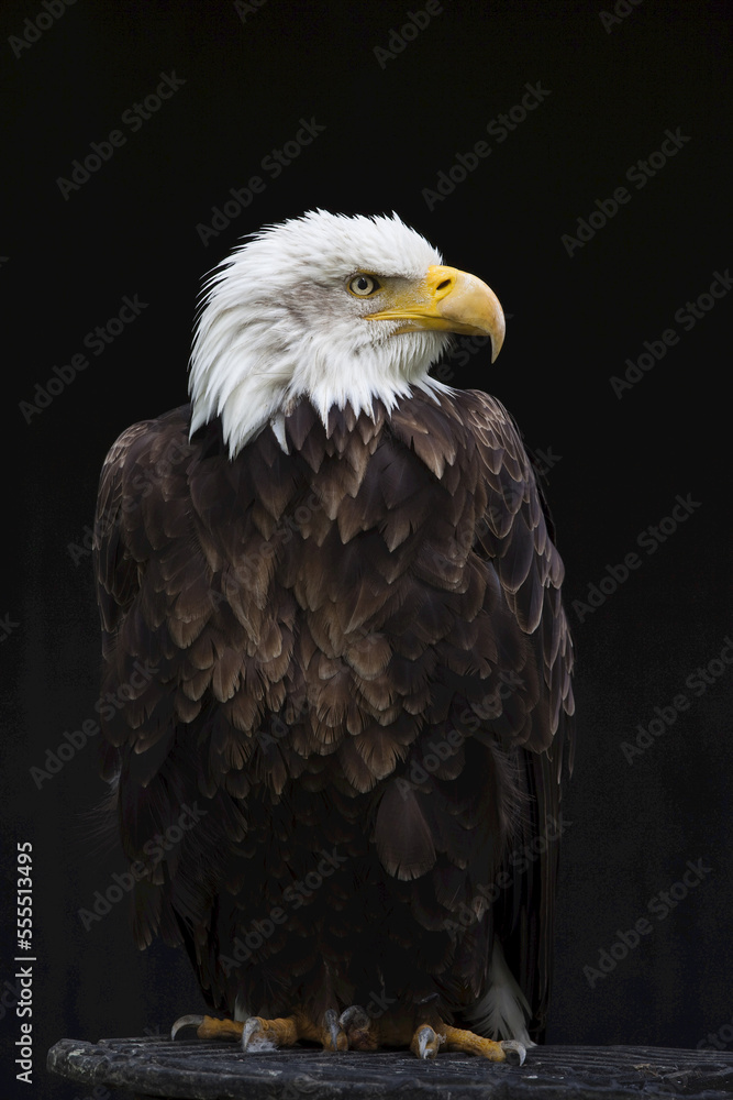 Close-Up of Bald Eagle Close-Up of Bald Eagle