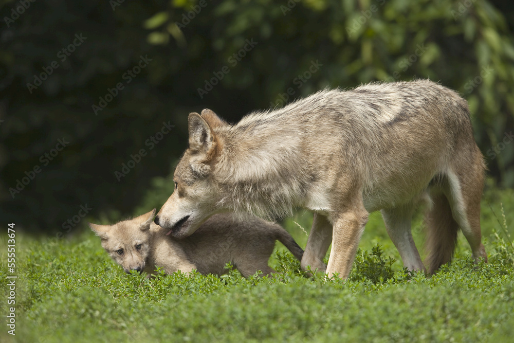 Wolf with Pup