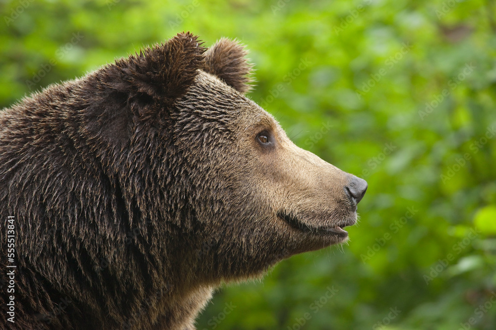 Brown Bear, Bavarian Forest National Park, Bavaria, Germany Brown Bear, Bavarian Forest National Park, Bavaria, Germany