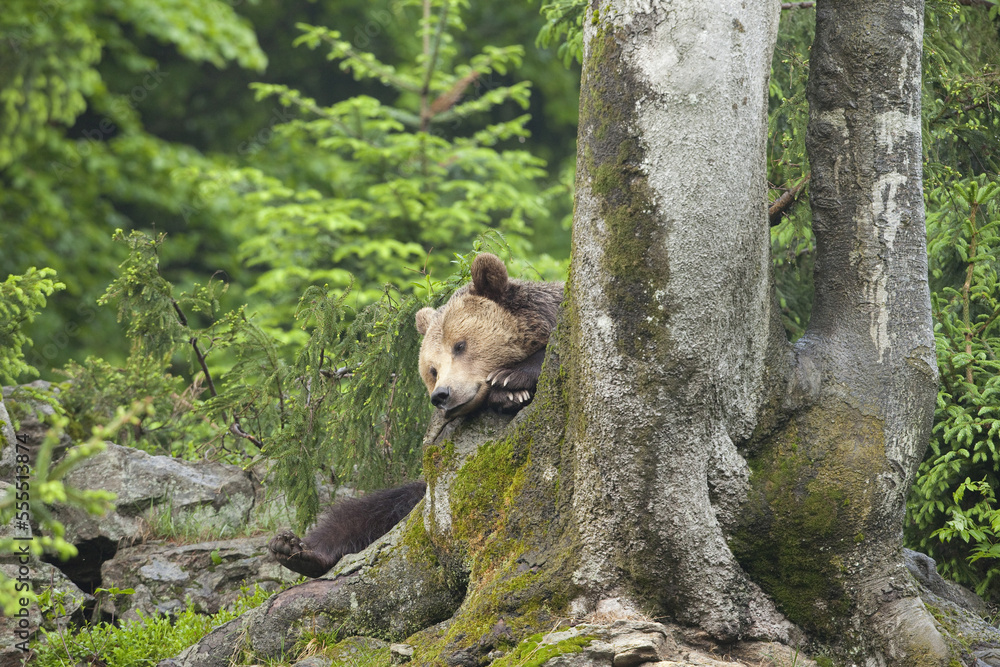 Male Brown Bear Resting on Tree Trunk, Bavarian Forest National Park. Bavaria, Germany Male Brown Bear Resting on Tree Trunk, Bavarian Forest National Park. Bavaria, Germany