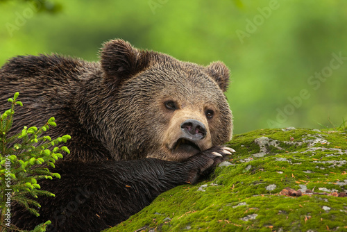 Male Brown Bear Resting on Rock, Bavarian Forest National Park, Bavaria, Germany photo