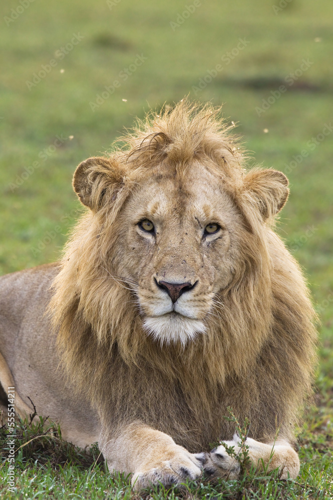 Portrait of Male Lion, Masai Mara National Reserve, Kenya Portrait of Male Lion, Masai Mara National Reserve, Kenya