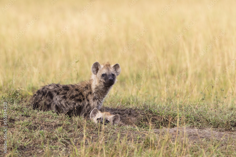 Spotted Hyenas at Den, Masai Mara National Reserve, Kenya Spotted Hyenas at Den, Masai Mara National Reserve, Kenya
