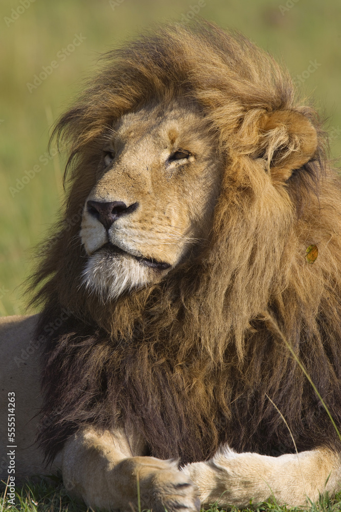 Portrait of Male Lion, Masai Mara National Reserve, Kenya Portrait of Male Lion, Masai Mara National Reserve, Kenya