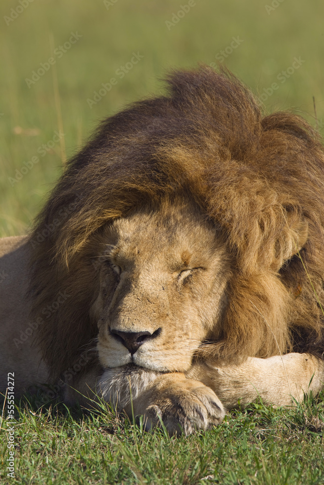 Male Lion Resting, Masai Mara National Reserve, Kenya Male Lion Resting, Masai Mara National Reserve, Kenya