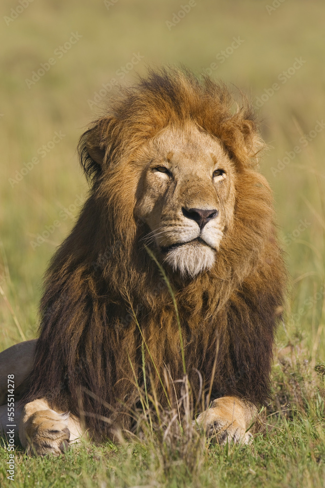 Portrait of Male Lion, Masai Mara National Reserve, Kenya Portrait of Male Lion, Masai Mara National Reserve, Kenya
