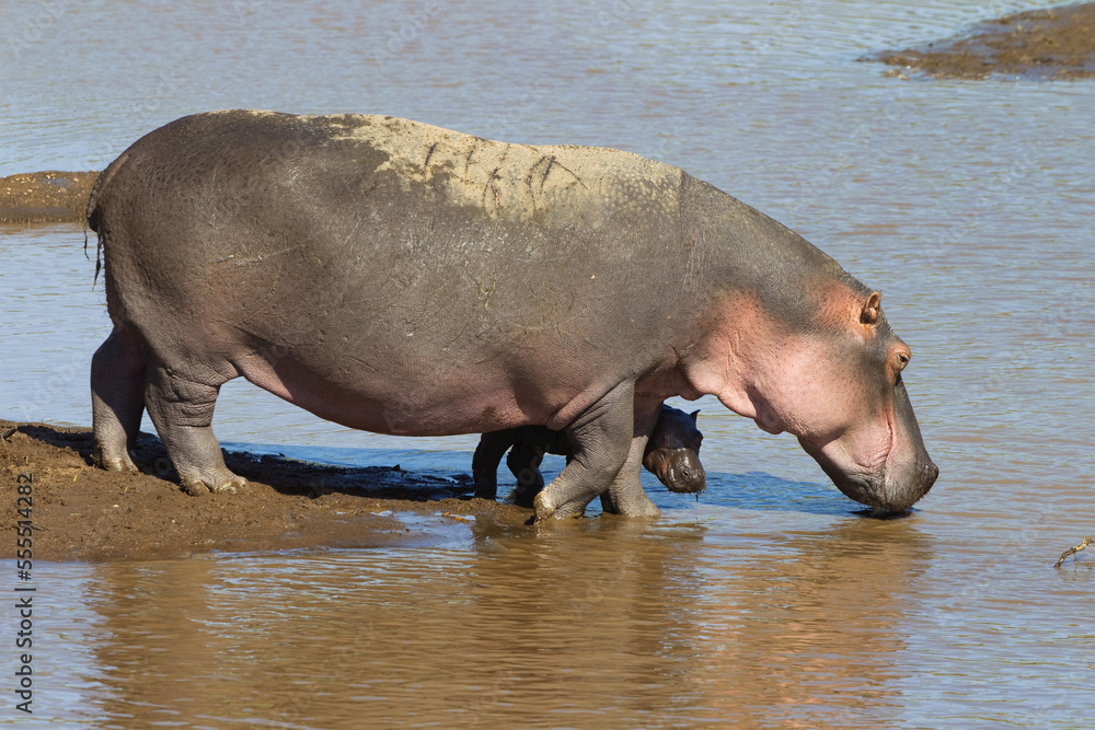 Hippopotamus with Calf, Masai Mara National Reserve, Kenya Hippopotamus with Calf, Masai Mara National Reserve, Kenya