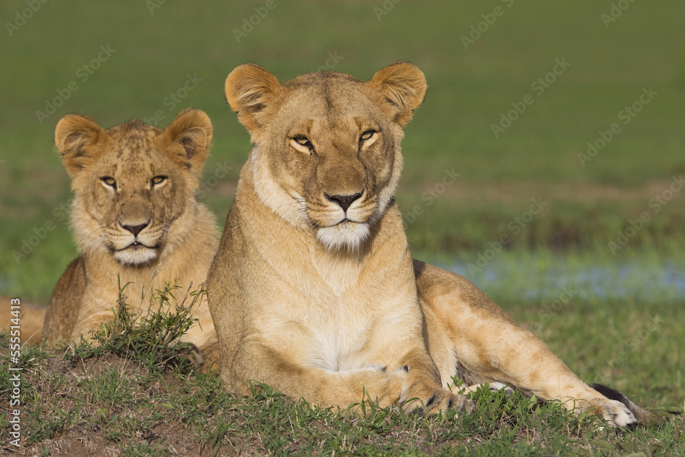 Mother Lion with Young Male, Masai Mara National Reserve, Kenya Mother Lion with Young Male, Masai Mara National Reserve, Kenya