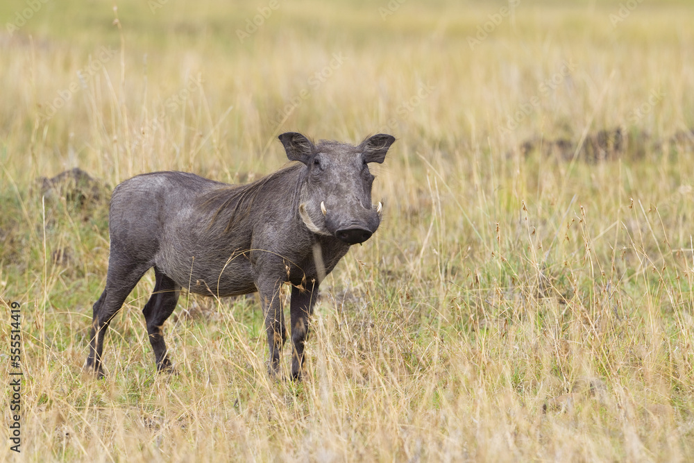 Warthog, Masai Mara National Reserve, Kenya Warthog, Masai Mara National Reserve, Kenya
