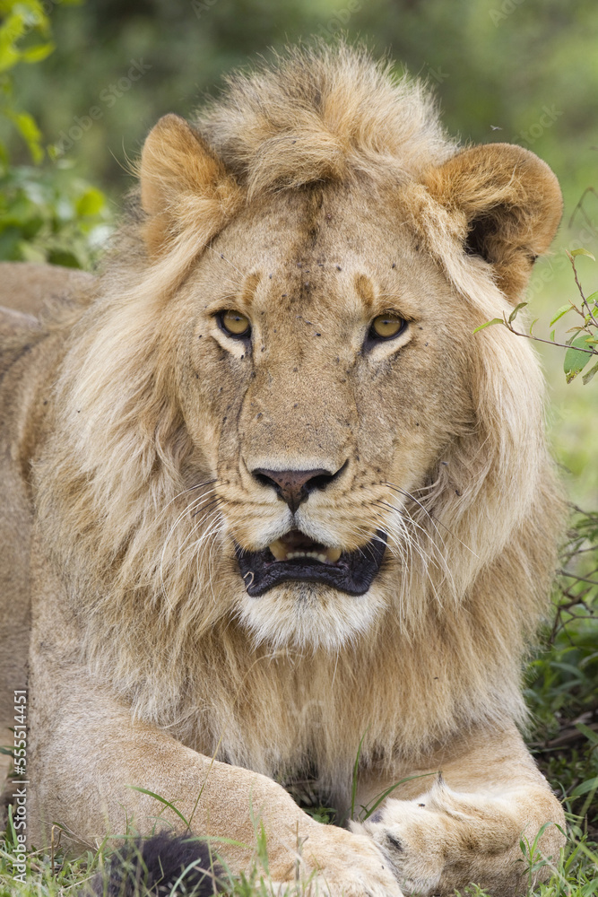 Young Male Lion, Masai Mara National Reserve, Kenya Young Male Lion, Masai Mara National Reserve, Kenya