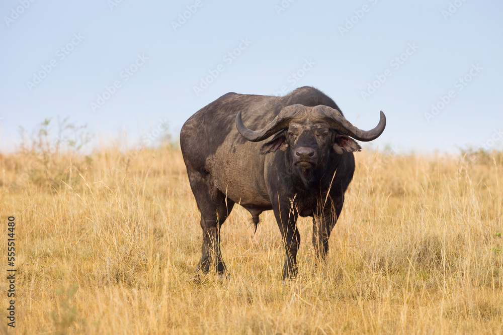 Cape Buffalo, Masai Mara National Reserve, Kenya Cape Buffalo, Masai Mara National Reserve, Kenya