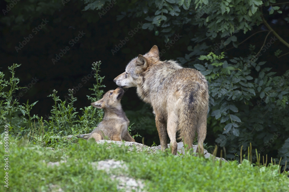 Timber Wolves in Game Reserve, Bavaria, Germany Timber Wolves in Game Reserve, Bavaria, Germany