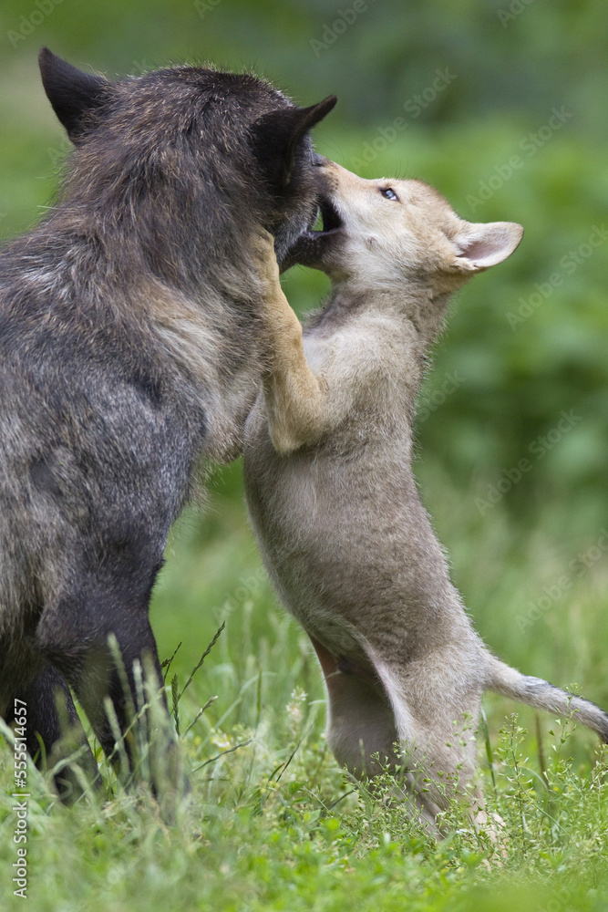 Timber Wolves in Game Reserve, Bavaria, Germany Timber Wolves in Game Reserve, Bavaria, Germany