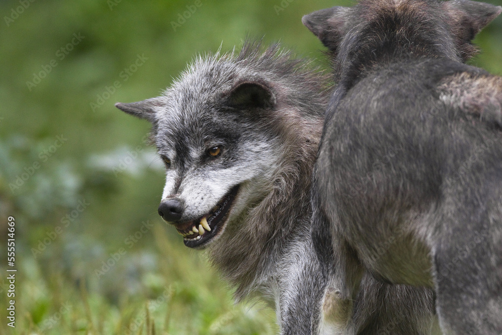 Timber Wolves in Game Reserve, Bavaria, Germany Timber Wolves in Game Reserve, Bavaria, Germany