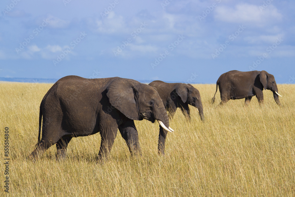 African Elephants (Loxodonta africana) in Savanna, Maasai Mara National Reserve, Kenya, Africa African Elephants (Loxodonta africana) in Savanna, Maasai Mara National Reserve, Kenya, Africa
