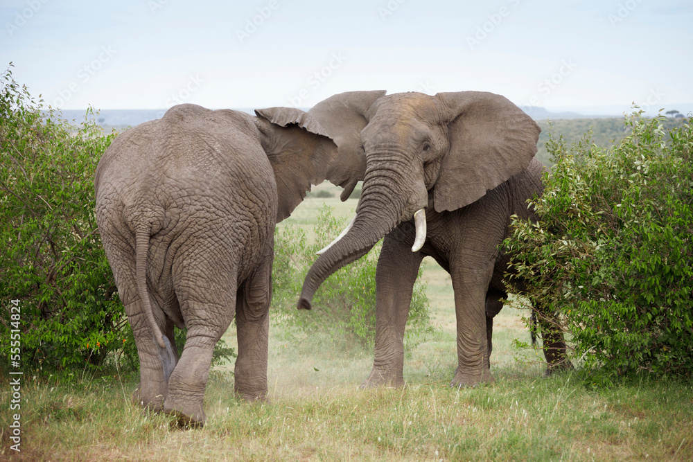 African Bush Elephant (Loxodonta africana) Bulls Fighting, Maasai Mara National Reserve, Kenya, Africa African Bush Elephant (Loxodonta africana) Bulls Fighting, Maasai Mara National Reserve, Kenya, Africa
