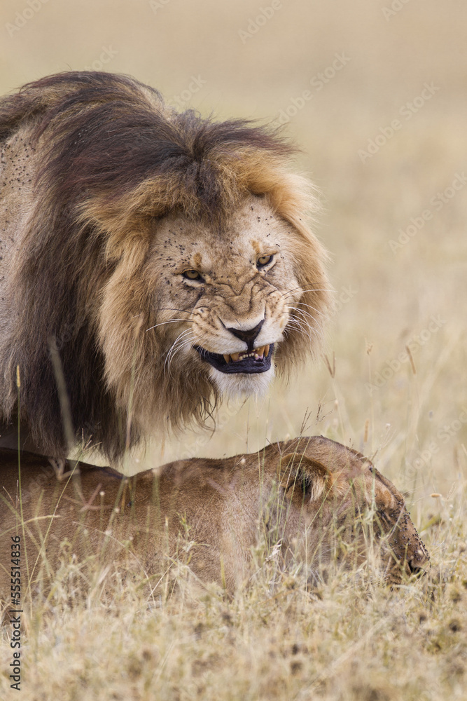 African lions (Panthera leo) mating, Maasai Mara National Reserve ...