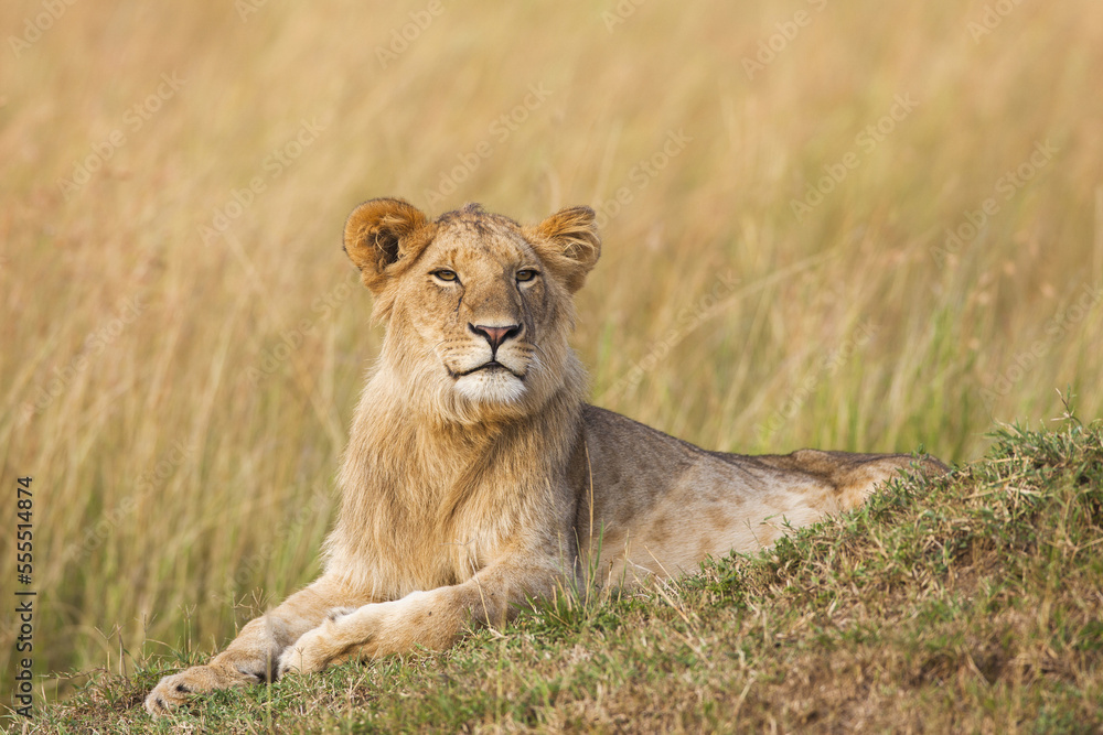 Young male lion (Panthera leo), Maasai Mara National Reserve, Kenya Young male lion (Panthera leo), Maasai Mara National Reserve, Kenya
