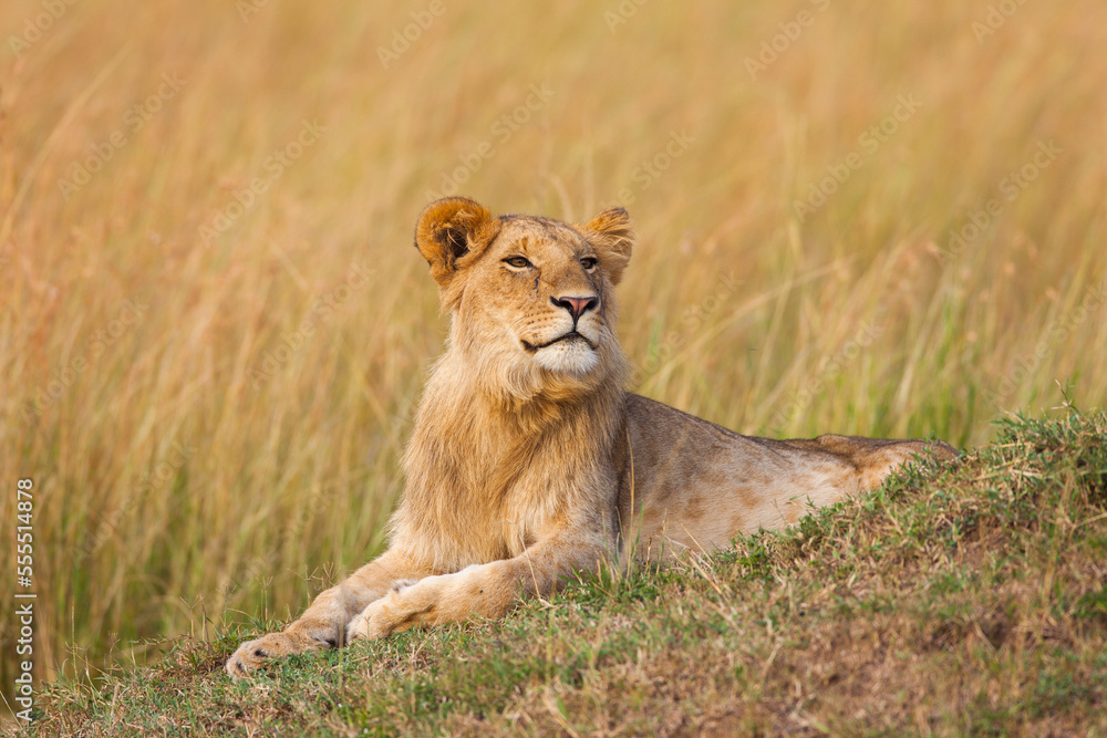 Young male lion (Panthera leo), Maasai Mara National Reserve, Kenya Young male lion (Panthera leo), Maasai Mara National Reserve, Kenya