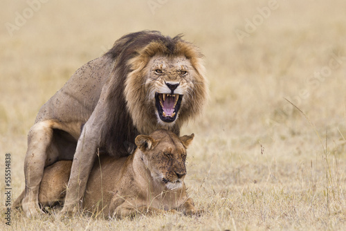 African lions (Panthera leo) mating, Maasai Mara National Reserve, Kenya