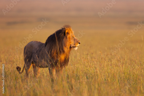 Big male lion (Panthera leo) in early morning light, Maasai Mara National Reserve, Kenya photo