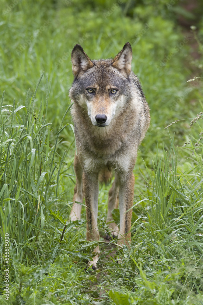 European Wolf (Canis lupus lupus) in Game Reserve, Germany European Wolf (Canis lupus lupus) in Game Reserve, Germany