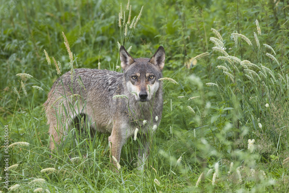 European Wolf (Canis lupus lupus) in Game Reserve, Germany European Wolf (Canis lupus lupus) in Game Reserve, Germany