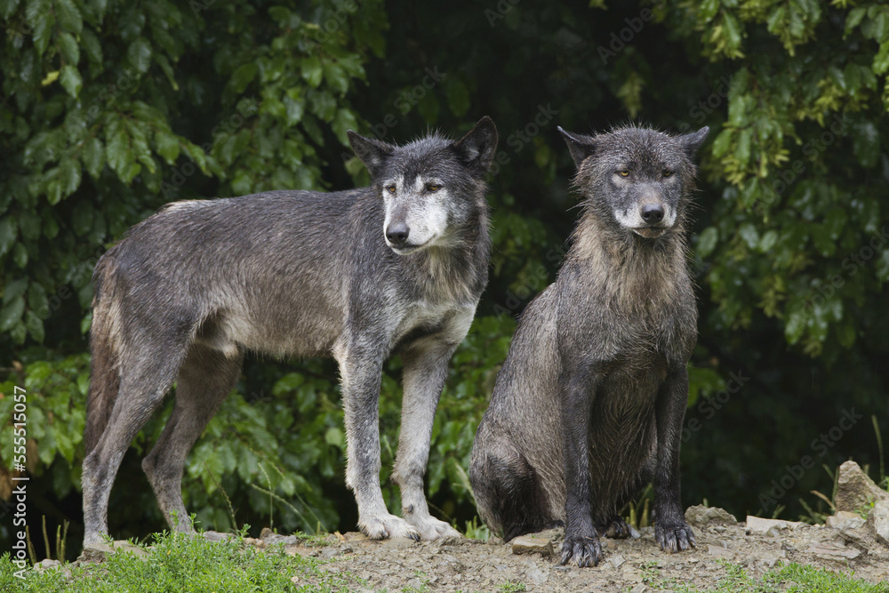 Timber wolves (Canis lupus lycaon) in the rain, Game Reserve, Bavaria, Germany Timber wolves (Canis lupus lycaon) in the rain, Game Reserve, Bavaria, Germany
