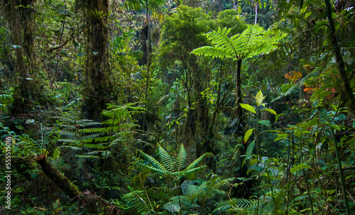 Tree ferns growing among the high diversity of other plants and trees in the tropical cloud forests of the Mindo region of Ecuador.