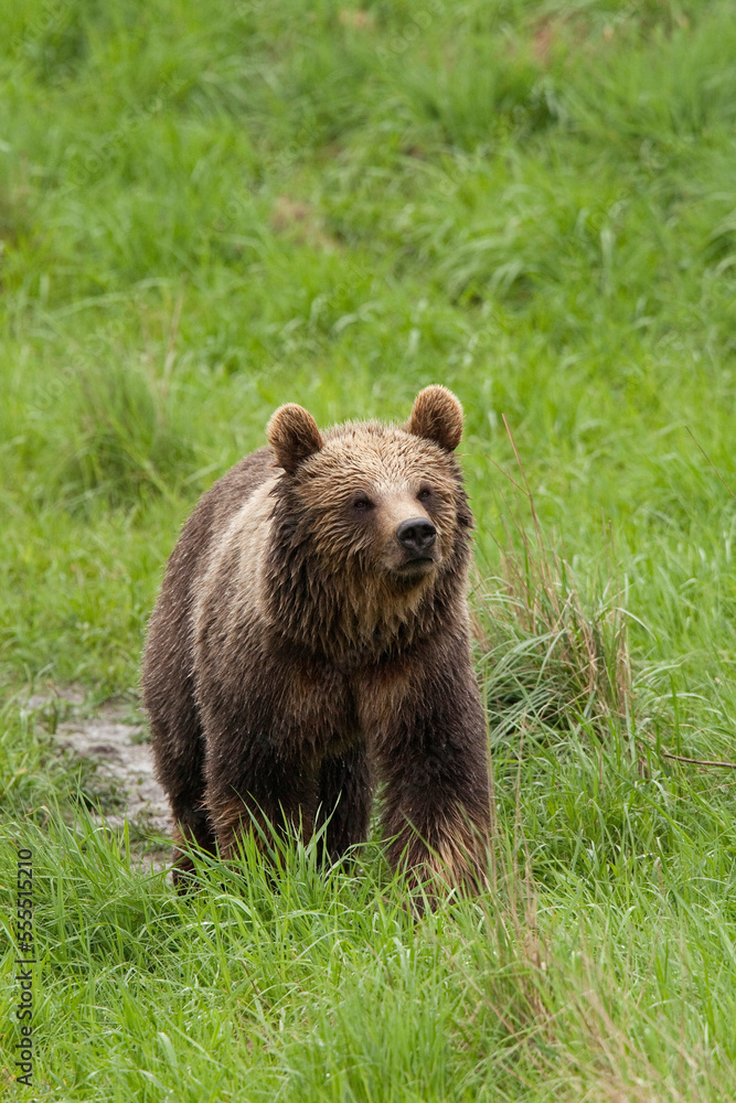 European Brown Bear (Ursus arctos arctos), Germany European Brown Bear (Ursus arctos arctos), Germany