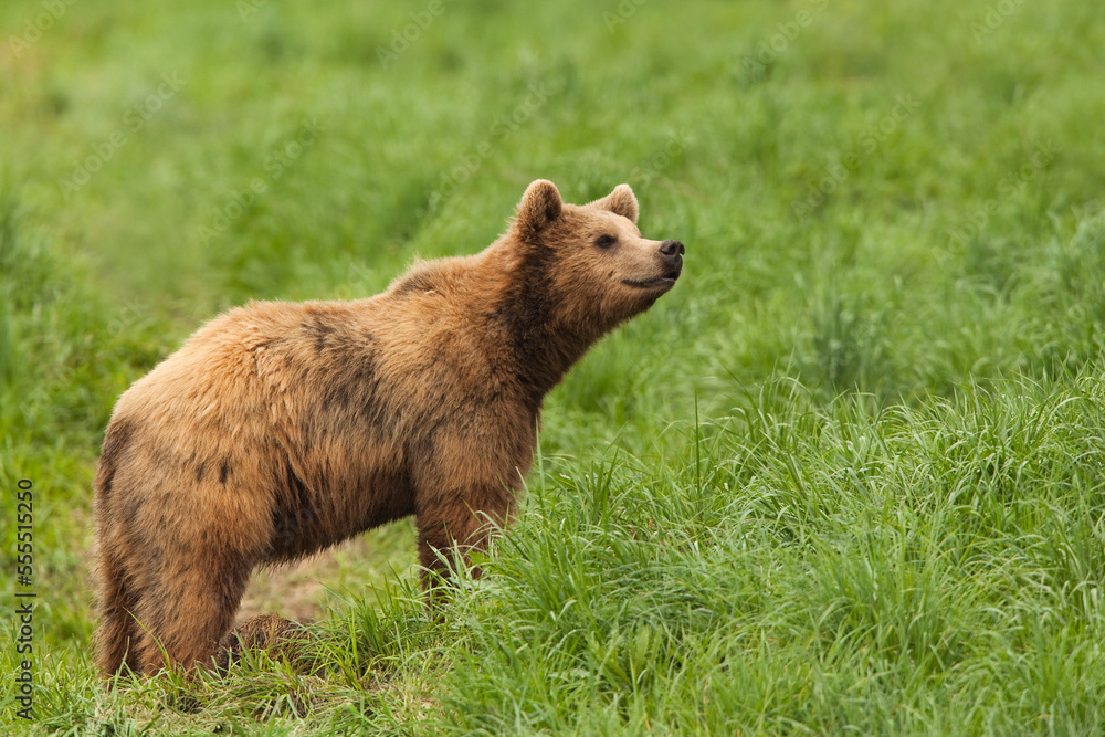 European Brown Bear (Ursus arctos arctos), Germany European Brown Bear (Ursus arctos arctos), Germany