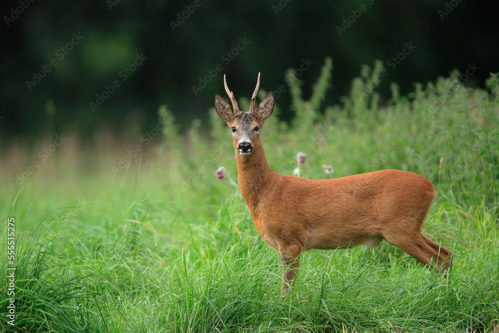 European Roe Deer (Capreolus capreolus), Germany European Roe Deer (Capreolus capreolus), Germany