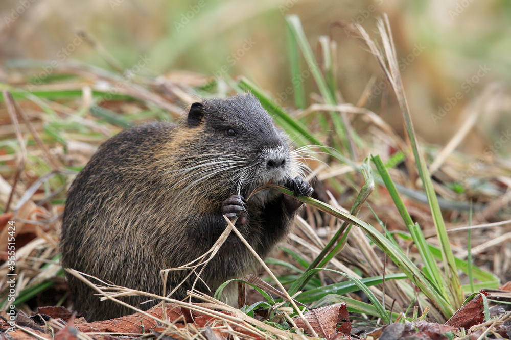 Coypu (Myocastor coypus) Chewing on Grass, Germany Coypu (Myocastor coypus) Chewing on Grass, Germany
