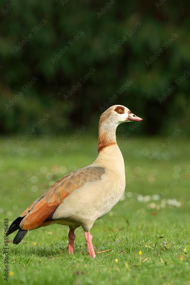 Egyptian Goose (Alopochen aegyptiaca), Germany Egyptian Goose (Alopochen aegyptiaca), Germany