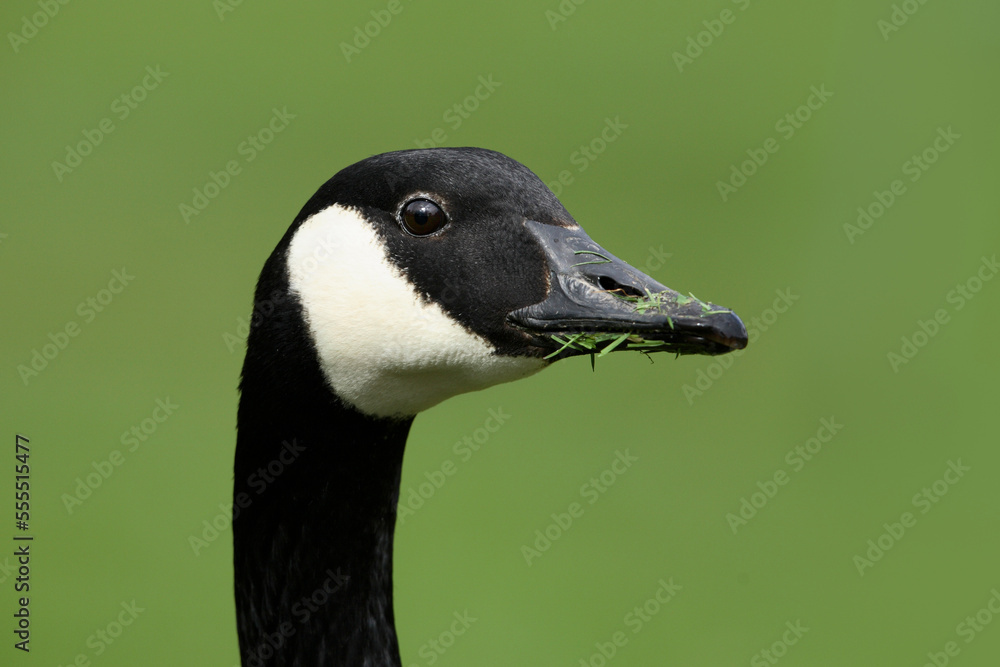 Close-up of Canada Goose (Branta canadensis), Germany Close-up of Canada Goose (Branta canadensis), Germany