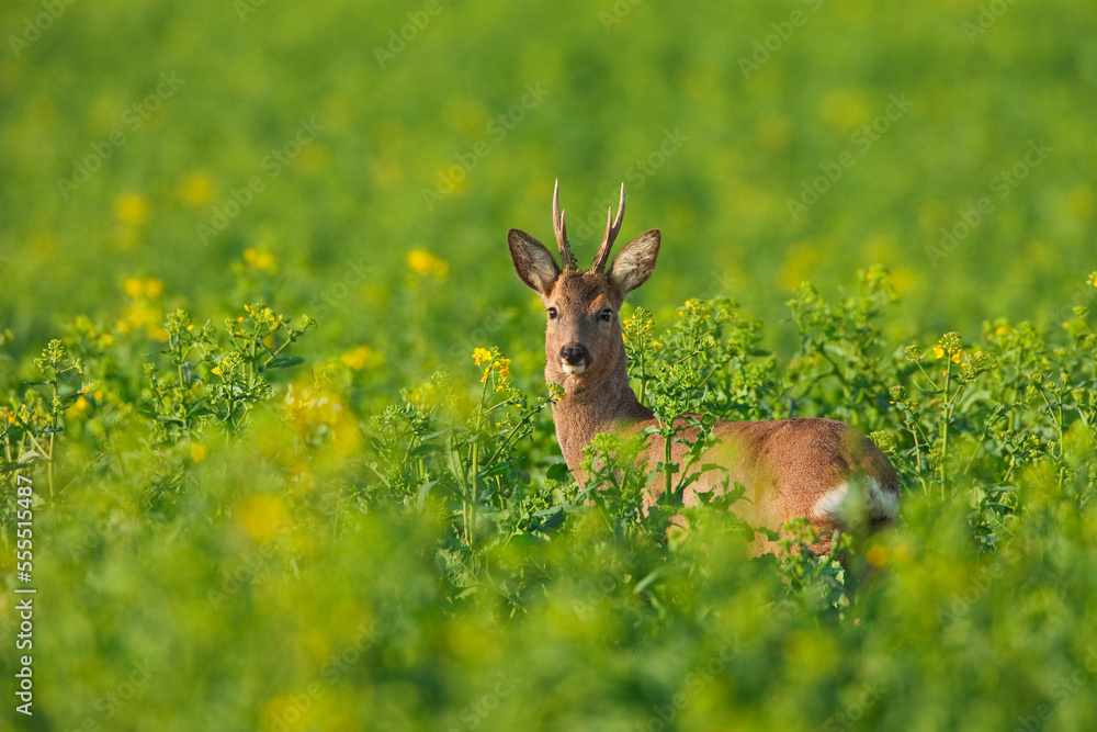 European Roe Deer (Capreolus capreolus) in Canola Field, Germany European Roe Deer (Capreolus capreolus) in Canola Field, Germany
