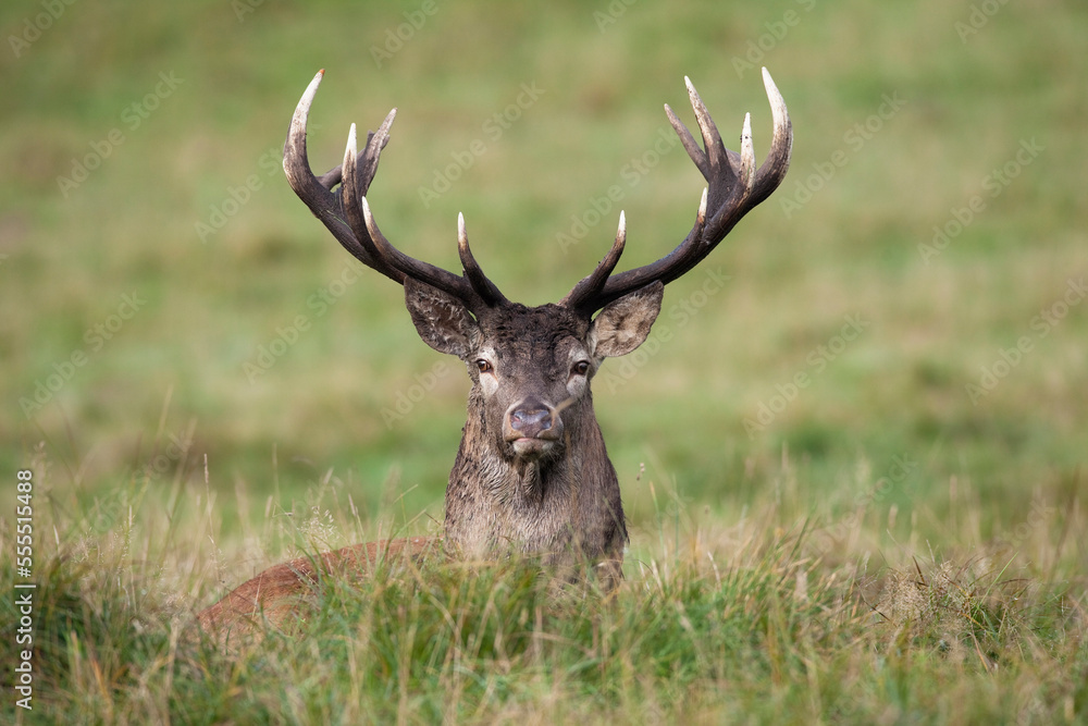 Red Deer (Cervus elaphus) in Field, Denmark Red Deer (Cervus elaphus) in Field, Denmark
