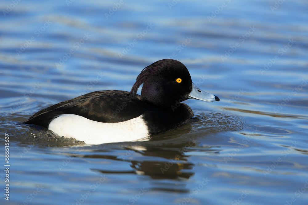 Portrait of Tufted Duck (Aythya fuligula) on Water, Germany Portrait of Tufted Duck (Aythya fuligula) on Water, Germany