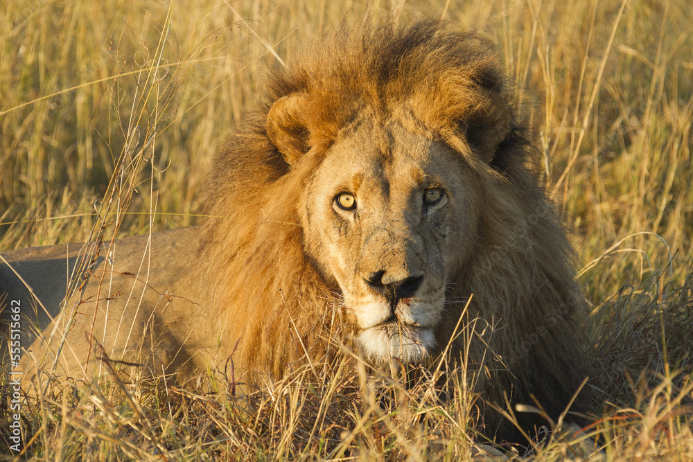 Portrait of an African lion (Panthera leo) lying in the grass looking at the camera at the Okavango Delta in Botswana, Africa Portrait of an African lion (Panthera leo) lying in the grass looking at the camera at the Okavango Delta in Botswana, Africa