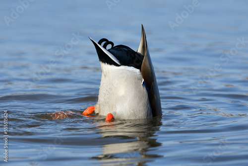 Male Northern Mallard (Anas platyrhynchos) Underwater Feeding, Germany