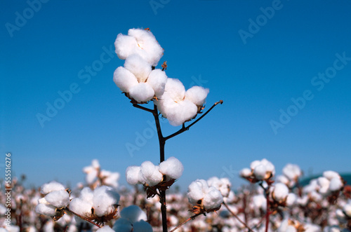 Cotton Crop, Cotton Plant