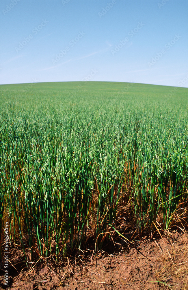 Green Oats Crop, Australia Green Oats Crop, Australia