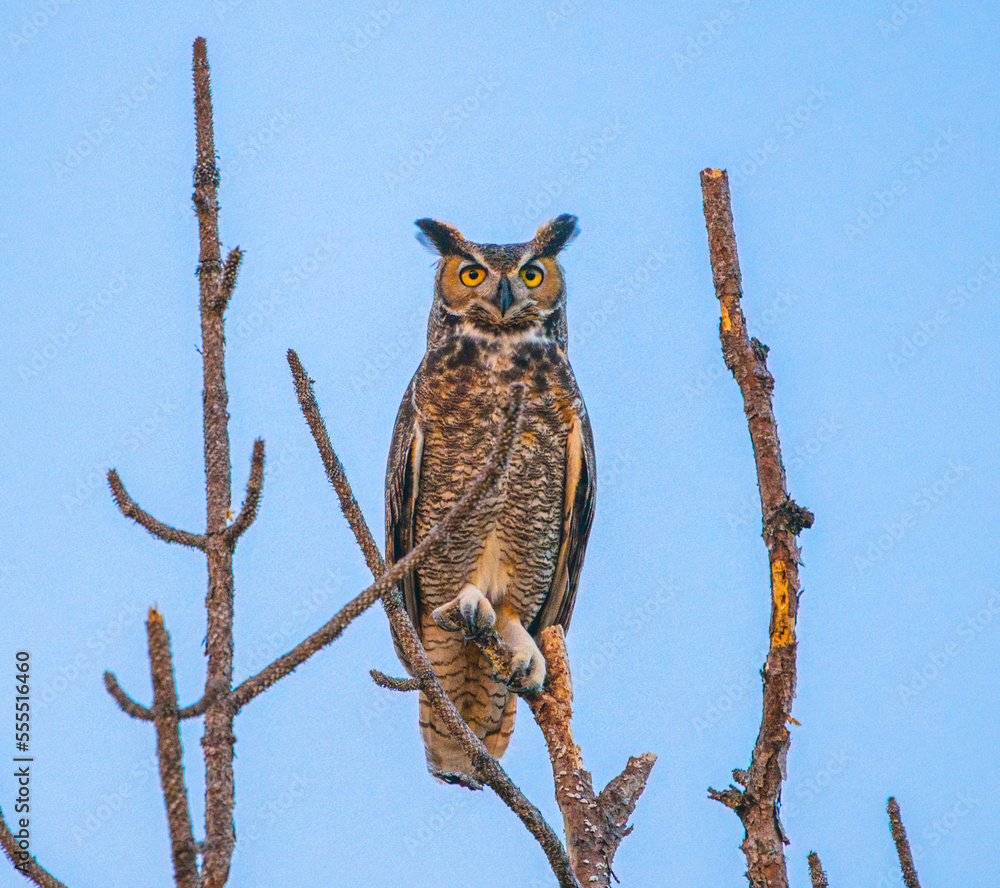 Obraz premium great horned owl - bubo virginianus - perched on Top of dead tree snag. Light blue sky background, north Florida 