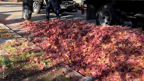 4K HD video of city workers vacuuming leaves off a street. The City of Alameda's urban forest is given a high priority, including clean up of leaves falling each year.
