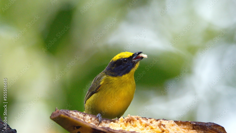 Male thick-billed Euphonia (Euphonia laniirostris) eating a banana in the cloud forest in Mindo, Ecuador Male thick-billed Euphonia (Euphonia laniirostris) eating a banana in the cloud forest in Mindo, Ecuador